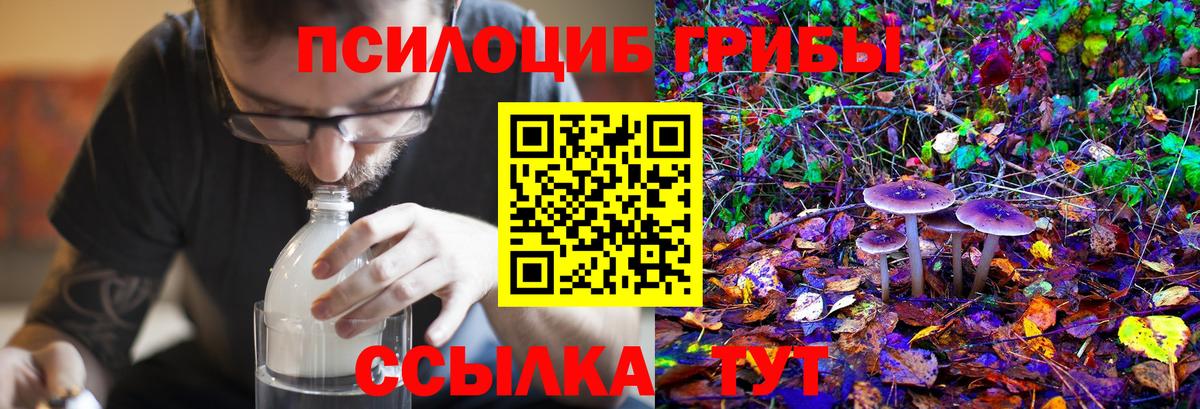 Галлюциногенные грибы Psilocybe Осинники